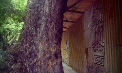 Tree in KL