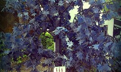 electric tree