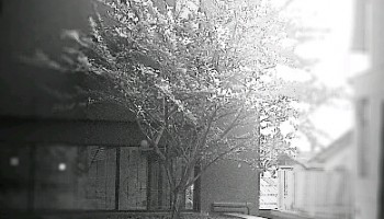 enlightened-tree.jpg