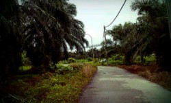 sepang-plantation.jpg