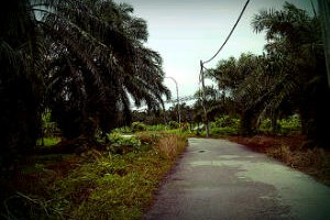 sepang-plantation.jpg
