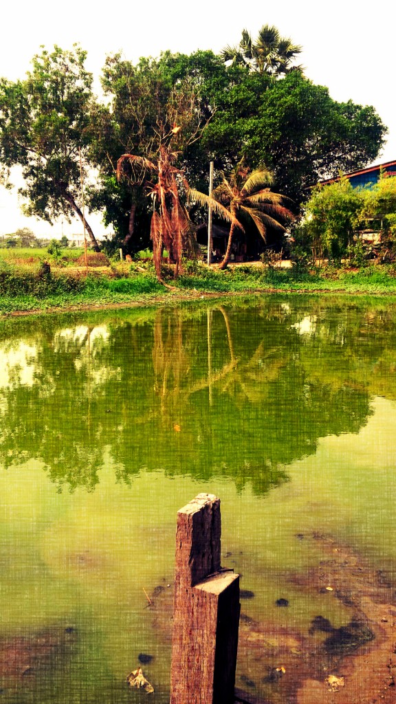 Algae-filled pond, though the farmers find it helpful, during the drought.